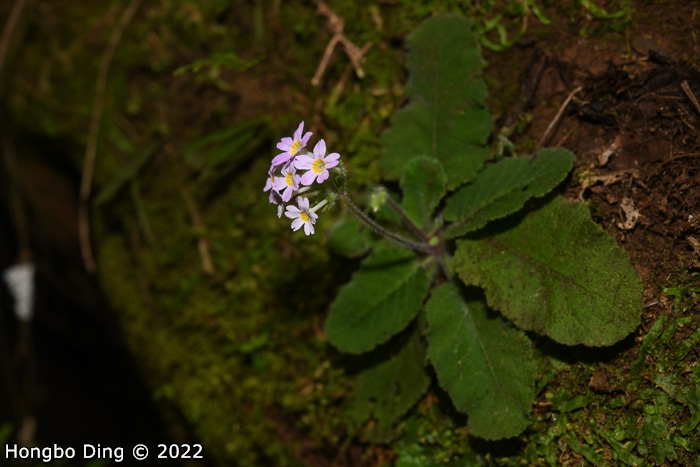 <i>Primula zhui </i>