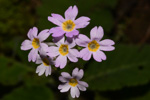 <i>Primula zhui </i>