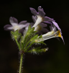 <i>Primula zhui </i>