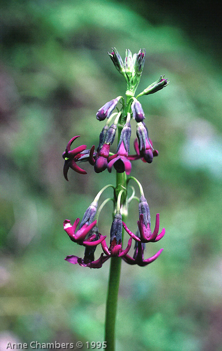 advena var. euprepes