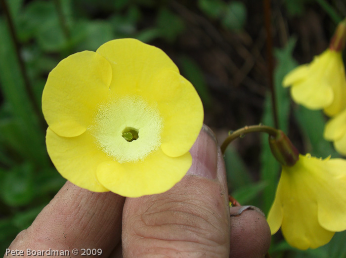 P. agleniana var. atrocrocea