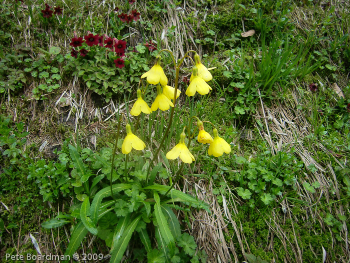 P. agleniana var. atrocrocea