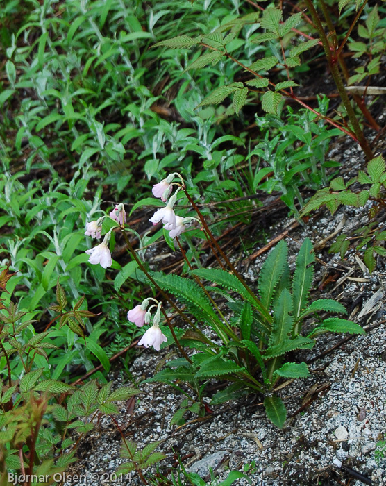 Primula agleniana