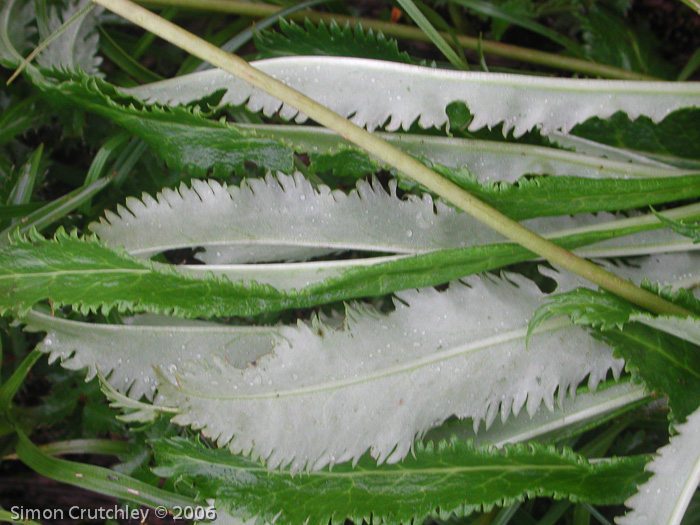 P. agleniana var. alba