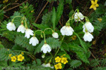 P. agleniana var. alba