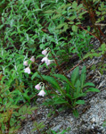 Primula agleniana