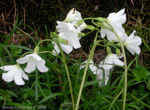 P. agleniana var. alba