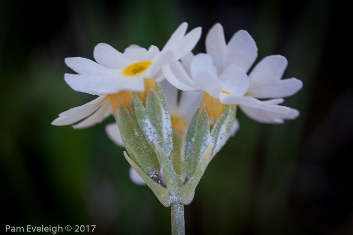 <i>Primula alcalina </i>