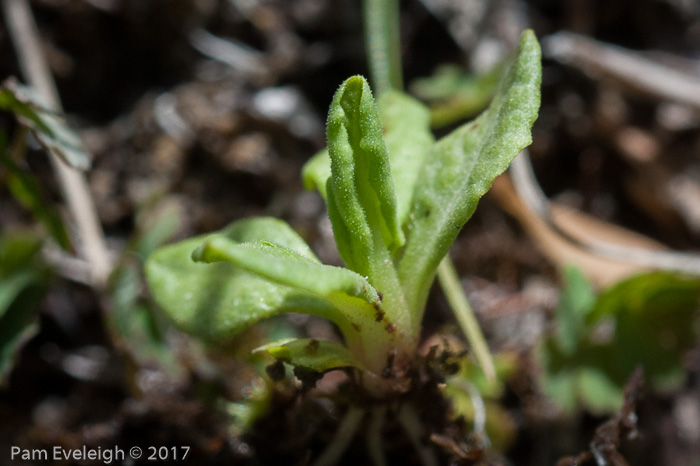 <i>Primula alcalina </i>