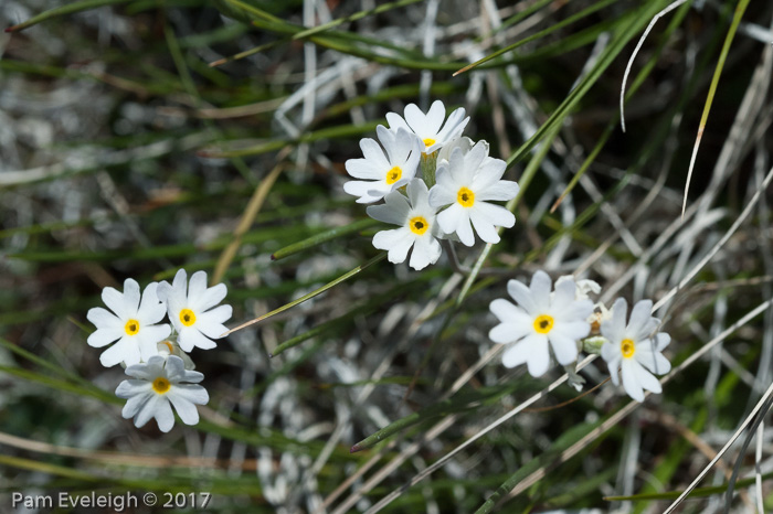 <i>Primula alcalina </i>