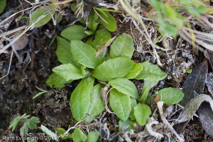 <i>Primula alcalina </i>