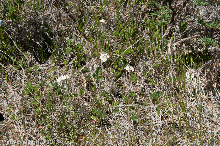 <i>Primula alcalina </i>