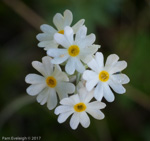 <i>Primula alcalina </i>