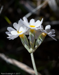 <i>Primula alcalina </i>