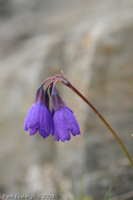 <i>Primula amethystina subsp. amethystina </i>