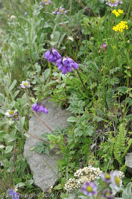 <i>Primula amethystina subsp. amethystina </i>