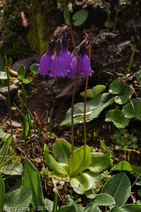 <i>Primula amethystina subsp. brevifolia </i>