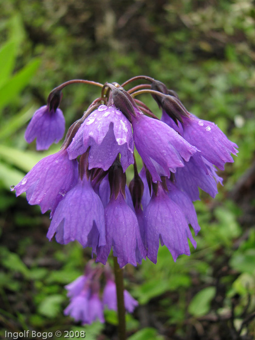 <i>Primula amethystina subsp. brevifolia </i>