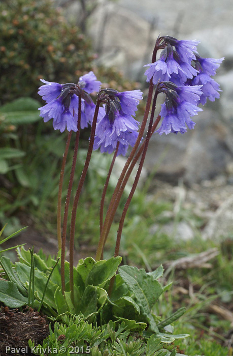 <i>Primula amethystina subsp. argutidens </i>