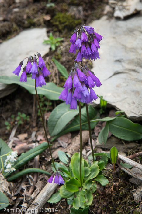 <i>Primula amethystina subsp. brevifolia </i>