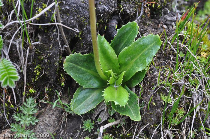 <i>Primula amethystina subsp. argutidens </i>