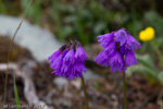 <i>Primula amethystina subsp. brevifolia </i>