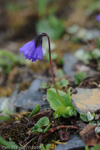 <i>Primula amethystina subsp. brevifolia </i>