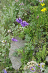 <i>Primula amethystina subsp. amethystina </i>