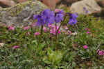 <i>Primula amethystina subsp. argutidens </i>