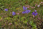 <i>Primula amethystina subsp. argutidens </i>