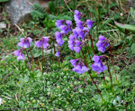 <i>Primula amethystina subsp. argutidens </i>