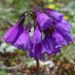 <i>Primula amethystina subsp. brevifolia </i>