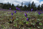 <i>Primula amethystina subsp. brevifolia </i>