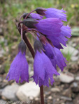 <i>Primula amethystina subsp. brevifolia </i>