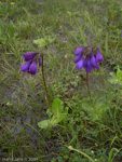 <i>Primula amethystina subsp. brevifolia </i>