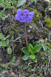 <i>Primula amethystina subsp. argutidens </i>