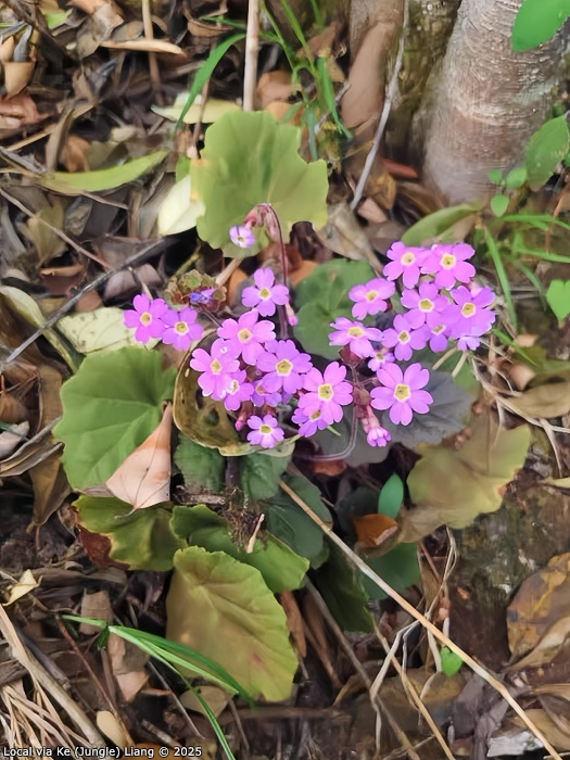 <i>Primula asarifolia </i>
