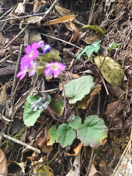 <i>Primula asarifolia </i>