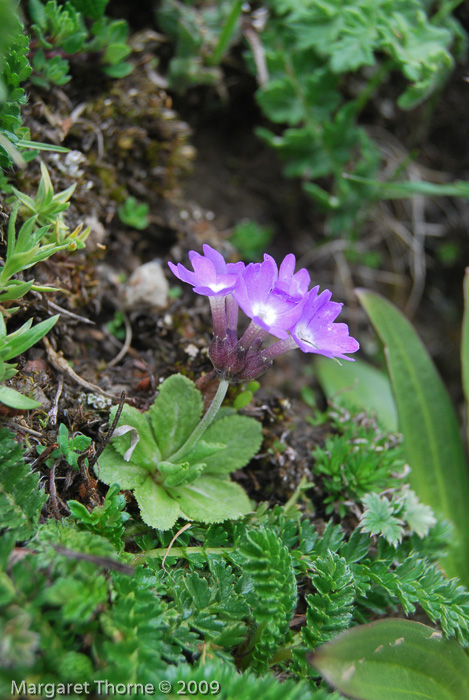 <i>Primula atrodentata </i>