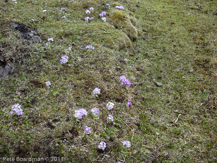 <i>Primula atrodentata </i>