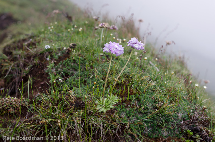 <i>Primula atrodentata </i>