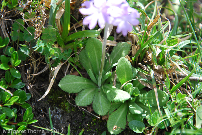 <i>Primula atrodentata </i>