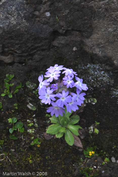 <i>Primula atrodentata </i>