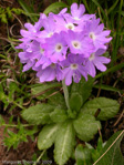 <i>Primula atrodentata </i>