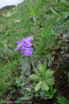 <i>Primula atrodentata </i>