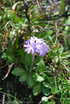 <i>Primula atrodentata </i>