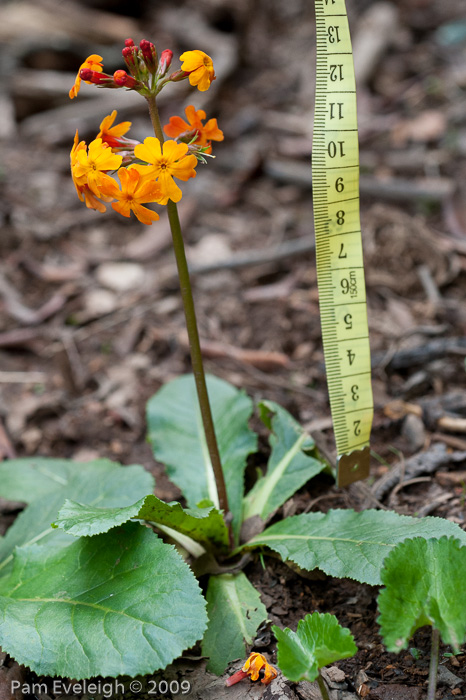 <i>Primula aurantiaca </i>