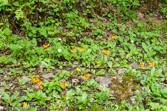 <i>Primula aurantiaca </i>