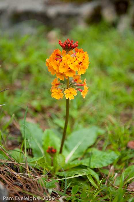 <i>Primula aurantiaca </i>