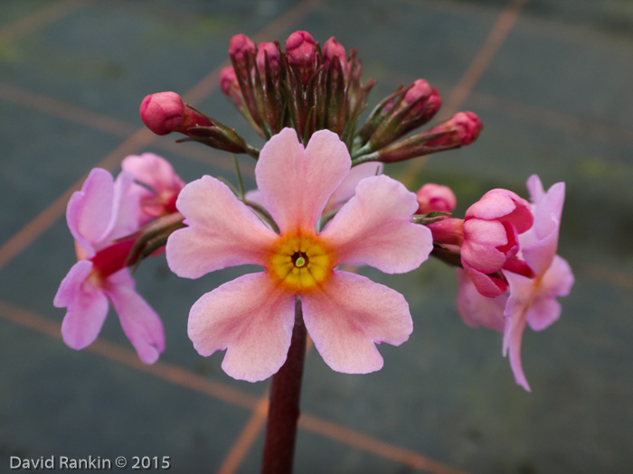 <i>Hybrid P. aurantiaca x P. beesiana </i>